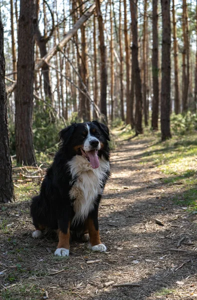 Feliz Perro Montaña Bernés Paseando Bosque Pinos Día Soleado Cuerda — Foto de Stock