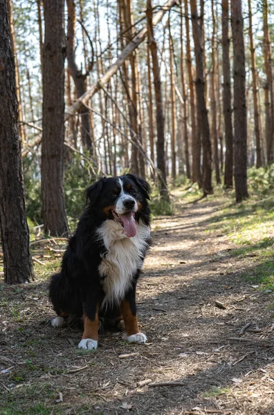 Glad Bernese Bergshund Promenader Tallskogen Snöre Solig Dag — Stockfoto