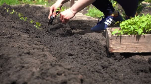 Planting Tomato Seedlings Ground Organic Vegetables Farming Home — Stock Video