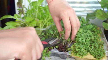 Pencere pervazında mikro yeşillik kesme, bahçe işleri. 