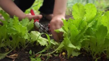 Bahçedeki yeşil salata hasadını kesiyorum.