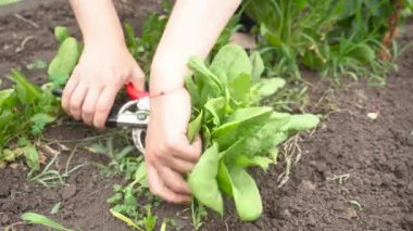 Bahçedeki yeşil ıspanak hasadını kesiyorum.