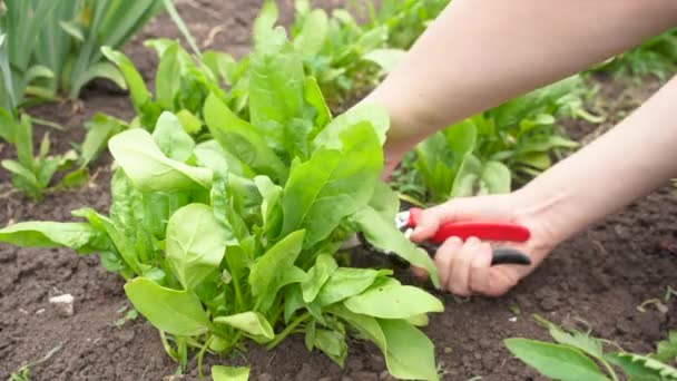 Recoltarea Spanacului Verde Într Grădină — Videoclip de stoc