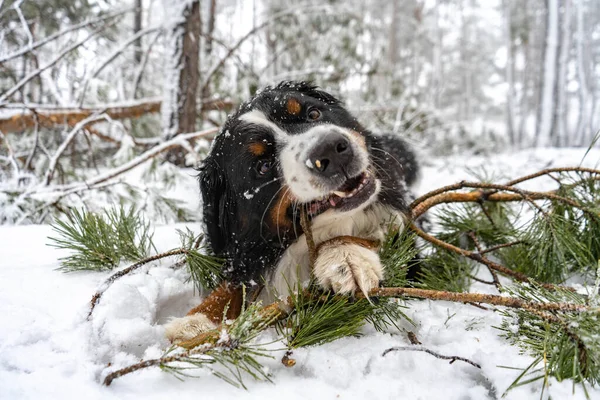 Dorosły Bernese Pies Górski Gryzie Patyk Sosny Śniegu Szczęśliwy Pies — Zdjęcie stockowe