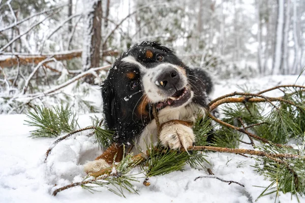 Yetişkin Bernese dağ köpeği bir kış günü çam ağacını kemirir kar yığınında çubuk, mutlu köpek kafası