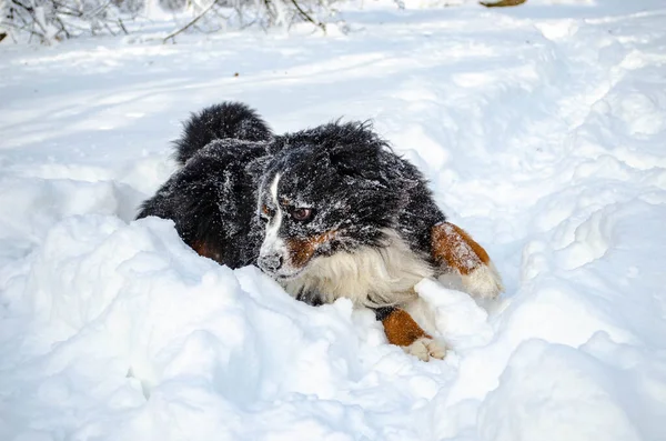 Bernese Mountain Dog Play Snow Winter Snowy Weather Забавный Питомец — стоковое фото