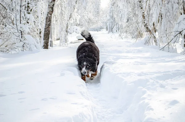 Berner Sennenhund Mit Schnee Auf Der Nase Bei Winterlichem Schneetreiben — Stockfoto