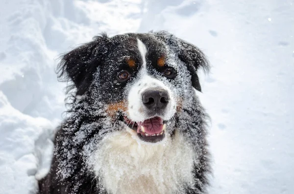 Bernese Mountain Dog Walking Winter Snowy Weather Голова Собаки Большой — стоковое фото