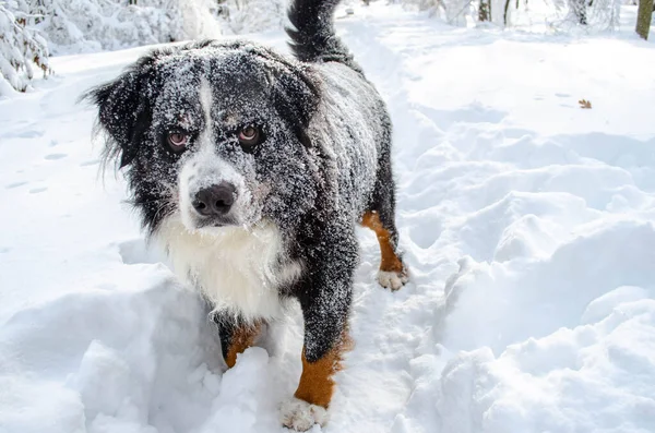 Berneński Pies Górski Bawi Się Śniegiem Śnieżną Zimę Zabawny Zwierzak — Zdjęcie stockowe