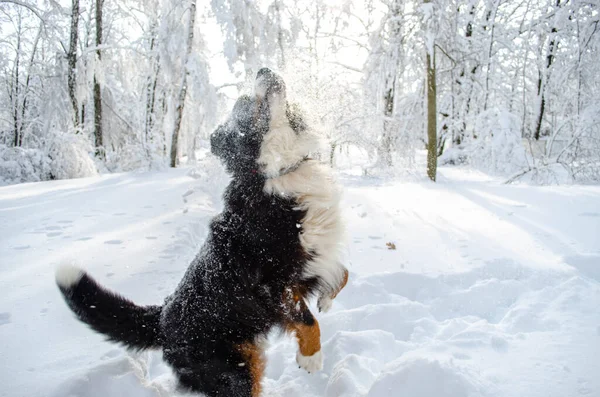 Berner Sennenhunde Spielen Bei Winterlich Schneebedecktem Wetter Mit Schnee Lustiges — Stockfoto