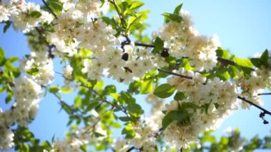 Çiçek açan kiraz ağacı beyaz çiçekler ve bal arısı nektarı topluyor