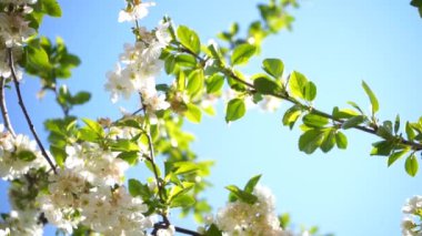 Güneşli bir günde beyaz çiçekler ve yeşil yapraklarla çiçek açan kiraz ağacı.