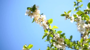 Çiçek açan kiraz ağacı beyaz çiçekler ve bal arısı nektarı topluyor