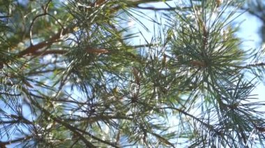 Çam ağacı dalları ve güneşli bir günde genç çıkıntılar