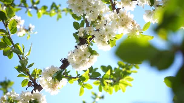 Blommande Körsbärsträd Med Vita Blommor Och Gröna Blad Solig Dag — Stockvideo
