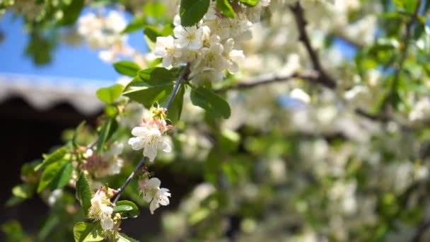 Blommande Körsbärsträd Med Vita Blommor Och Gröna Blad Solig Dag — Stockvideo