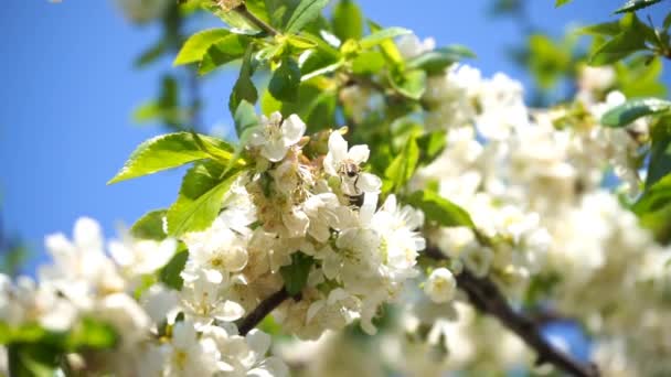 Blommande Körsbärsträd Med Vita Blommor Och Honungsbi Samlar Nektar — Stockvideo