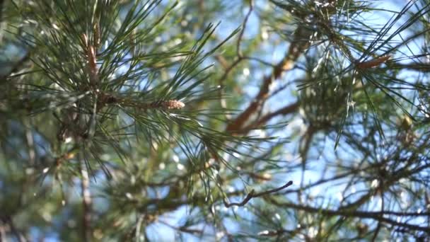 branches de pin avec de jeunes bosses dans la journée ensoleillée