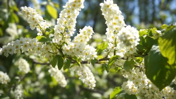 Kwitnący Pęczek Ptasiej Wiśni Białymi Kwiatami Zielonymi Liśćmi Słoneczny Wiosenny — Wideo stockowe