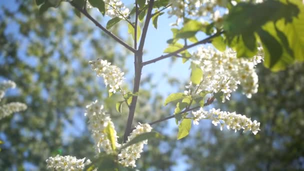 Kwitnący Pęczek Ptasiej Wiśni Białymi Kwiatami Zielonymi Liśćmi Słoneczny Wiosenny — Wideo stockowe