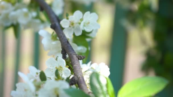 Bloeiende Kersenboom Met Witte Bloemen Groene Bladeren Zonnige Dag — Stockvideo