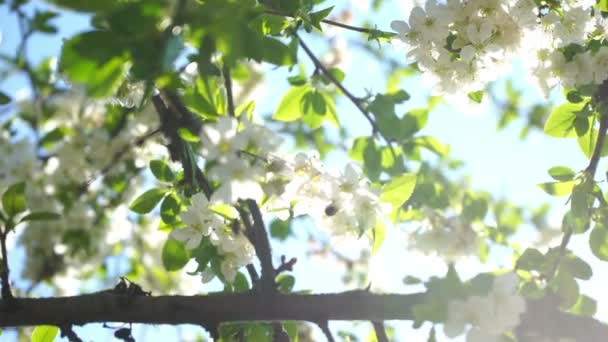 Blühender Kirschbaum Mit Weißen Blüten Und Honigbiene Sammelt Nektar — Stockvideo