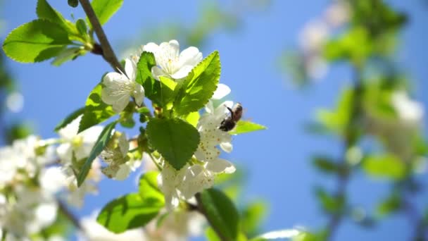Blommande Körsbärsträd Med Vita Blommor Och Honungsbi Samlar Nektar — Stockvideo
