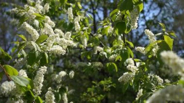 Çiçek açan kiraz ağaçları beyaz çiçekler ve yeşil yapraklarla güneşli bir bahar gününde