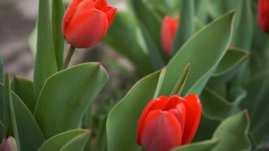 Bahçedeki kırmızı laleler, yavaş çekim.