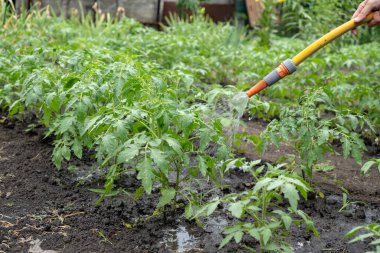 Hortumla bahçedeki domates çalılarını sulamak.