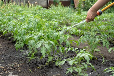 Hortumla bahçedeki domates çalılarını sulamak.