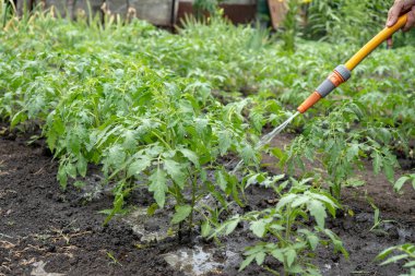Hortumla bahçedeki domates çalılarını sulamak.