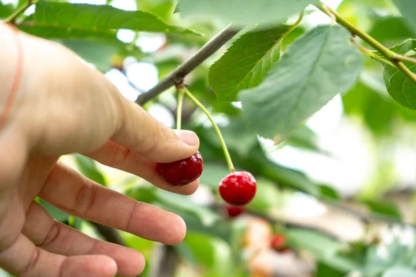 Cereza Madura Sobre Árbol Fondo Natural — Foto de Stock