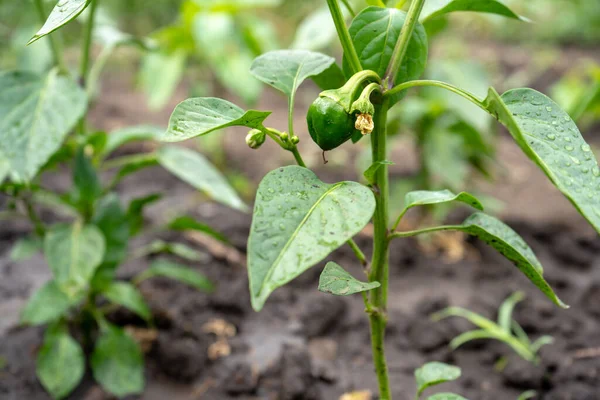 Green Young Small Bell Pepper Bush Garden — Stock Photo, Image