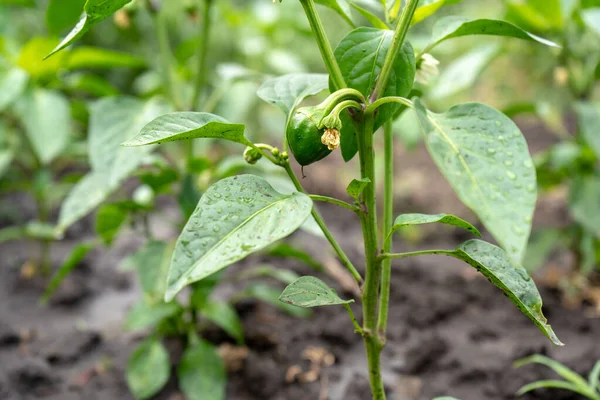 Green Young Small Bell Pepper Bush Garden — Stock Photo, Image