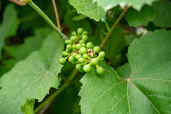 Jonge Groene Druiven Een Tak Een Tuin — Stockfoto