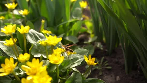 Wasp Bee Fight While Feeding Yellow Flowers Collect Nectar Pollinate — Stock Video