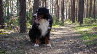 Mutlu Bernese dağ köpeği, güneşli bir günde çam ormanında yürüyor.