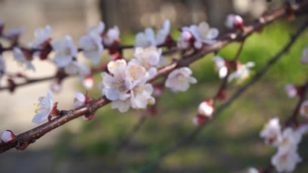 Kwiaty Moreli Kwitną Gałęziach Zielonym Tłem Wiosenny Słoneczny Dzień — Wideo stockowe