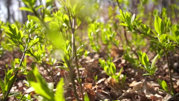 Primeira Primavera Verde Jovem Parte Uma Árvore Dia Ensolarado Tiro — Vídeo de Stock
