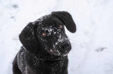 Siyah labrador köpek yavrusu kafası, burnunda karla yakın plan.
