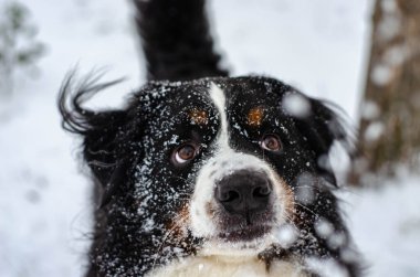 Bernese dağ köpeğinin kafası karla kaplıydı.
