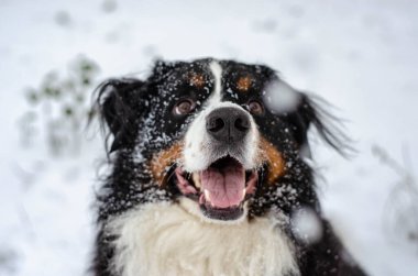 Bernese dağ köpeğinin kafası karla kaplıydı.