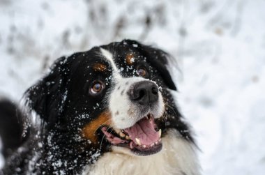 Bernese dağ köpeğinin kafası karla kaplıydı.