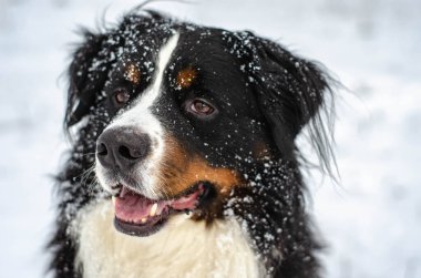 Bernese dağ köpeğinin kafası karla kaplıydı.