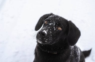 Siyah labrador köpek yavrusu kafası, burnunda karla yakın plan.