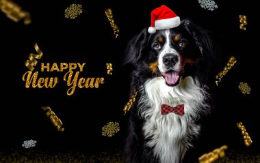 Noel Baba kostümü giymiş Bernese Dağ Köpeği. Yeni yıla ait altın parıltılı yazılar, altın kurdeleler ve siyah arka planda kar taneleri.