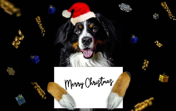 Bernese Mountain Dog with red santa hat costume dressed for christmas / new year on head, big dog with white paper in a paws, greetings card on black background and golden ribbons