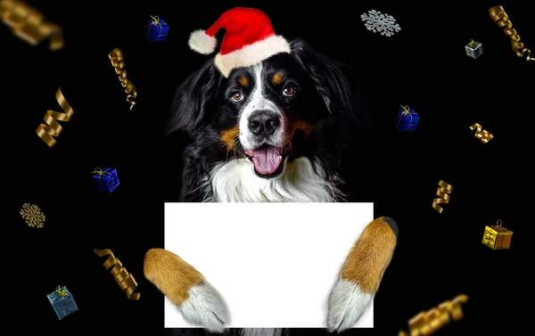 Bernese Mountain Dog with red santa hat costume dressed for christmas / new year on head, big dog with white paper copy space in a paws, greetings card on black background and golden ribbons