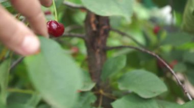 Ağaçtaki olgun kirazı koparmak, doğal arka plan.